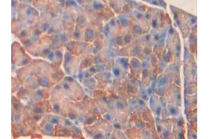 DAB staining on IHC-P; Samples: Mouse Pancreas Tissue (MYLK4 Antikörper  (AA 96-353))