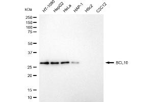 Western blotting analysis using BCL10 antibody (ABIN7800913). (Rekombinanter BCL10 Immune Signaling Adaptor Antikörper)