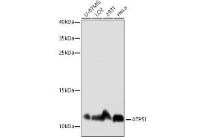 Western blot analysis of extracts of various cell lines, using I antibody (ABIN7265720) at 1:3000 dilution. (ATP5I Antikörper  (AA 1-69))