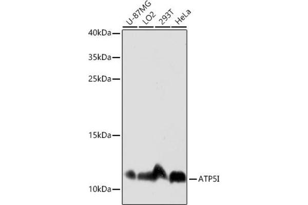ATP5I Antikörper  (AA 1-69)