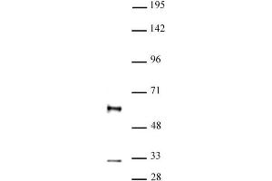 GFI1 antibody (pAb) tested by Western blot. (GFI1 Antikörper  (N-Term))