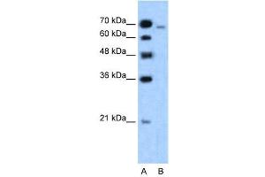 WB Suggested Anti-MLLT4  Antibody Titration: 1.