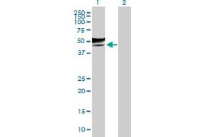 Western Blot analysis of GCNT2 expression in transfected 293T cell line by GCNT2 MaxPab polyclonal antibody. (GCNT2 Antikörper  (AA 1-402))