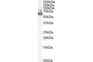 Image no. 1 for anti-Docking Protein 3 (DOK3) (C-Term) antibody (ABIN374125) (DOK3 Antikörper  (C-Term))