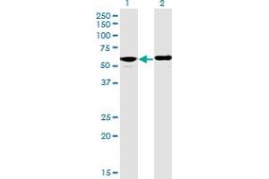 Western Blot analysis of PPP2R5D expression in transfected 293T cell line by PPP2R5D monoclonal antibody (M01), clone 4E12. (PPP2R5D Antikörper  (AA 1-602))