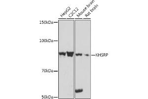 KHSRP Antikörper