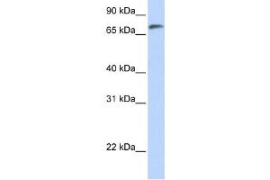 Western Blotting (WB) image for anti-Chromosome 14 Open Reading Frame 37 (C14ORF37) antibody (ABIN2458842) (C14ORF37 Antikörper)