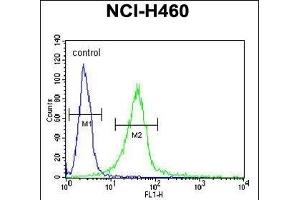 GIT1- Antibody (C-term) (ABIN6242999 and ABIN6578994) flow cytometric analysis of NCI- cells (right histogram) compared to a negative control cell (left histogram). (GIT1 Antikörper  (C-Term, Tyr554))