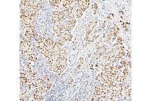 IHC analysis of H1F0 using anti-H1F0 antibody (ABIN7600521). (Histone H1 Antikörper  (AA 20-159))