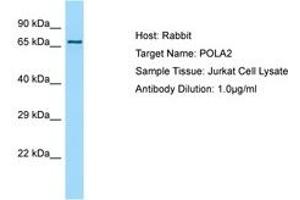 Image no. 1 for anti-Polymerase (DNA Directed), alpha 2 (70kD Subunit) (POLA2) (AA 55-104) antibody (ABIN6750128) (POLA2 Antikörper  (AA 55-104))