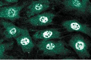 Immunofluorescent staining of C3H10T1/2 cells. (MSH6 Antikörper  (AA 225-333))