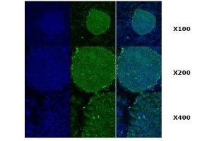 Immunofluorescence: Immunofluorescence staining of human ES cell colony with monoclonal anti-human TRA1 antibody (2H3) (GRP94 Antikörper)