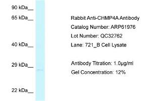 Western Blotting (WB) image for anti-Charged Multivesicular Body Protein 4A (CHMP4A) (C-Term) antibody (ABIN2788971)