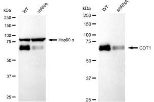 Western blotting analysis using CDT1 antibody (ABIN7798061). (Rekombinanter CDT1 Antikörper)
