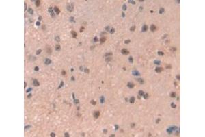 IHC-P analysis of Mouse Tissue, with DAB staining. (REPIN1 Antikörper  (AA 30-298))