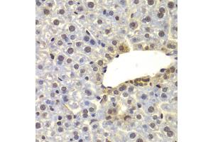 Immunohistochemistry of paraffin-embedded mouse liver using SUPT20H antibody (ABIN4905348) at dilution of 1:100 (40x lens). (FAM48A/P38IP Antikörper)