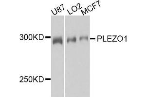 Western blot analysis of extract of various cells, using PIEZO1 antibody. (PIEZO1 Antikörper)