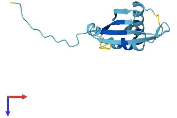 RPP14 Protein (AA 1-122) (His tag)