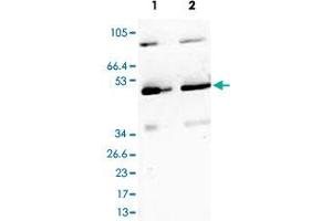 Immunoblotting of Ppara polyclonal antibody  is shown to detect a 52 kDa band corresponding to Ppara present in a NIH/3T3 whole cell lysate.