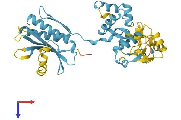 NPRL2 Protein (AA 1-380) (His tag)