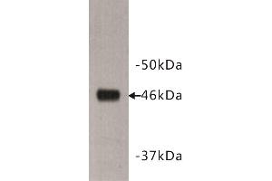 Western Blotting (WB) image for anti-Dachsous 1 (DCHS1) antibody (ABIN1854970) (DCHS1 Antikörper)