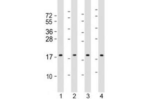 Western blot testing of human 1) HepG2, 2) HeLa, 3) Caki-1 and 4) HT-29 cell lysate with ARF4 antibody at 1:2000.