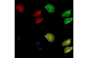 ABIN7095075 and ABIN7099131 staining  cells by IF/ICC. (CRB3 Antikörper)