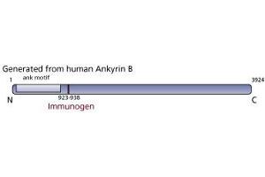 Image no. 2 for anti-Ankyrin 2, Neuronal (ANK2) antibody (ABIN967633) (ANK2 Antikörper)
