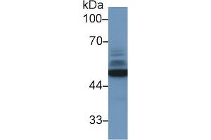 Western Blot; Sample: Human 293T cell lysate; Primary Ab: 1µg/ml Rabbit Anti-Mouse NSE Antibody Second Ab: 0. (ENO2/NSE Antikörper  (AA 2-434))