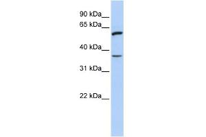 WB Suggested Anti-TNFRSF21 Antibody Titration:  0. (TNFRSF21 Antikörper  (N-Term))