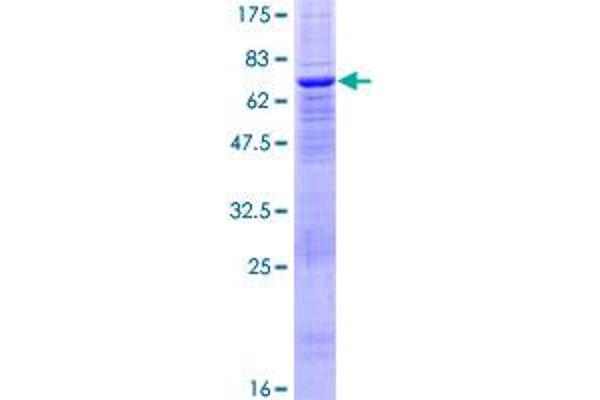 PTPN18 Protein (AA 1-351) (GST tag)