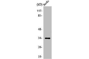 Western Blot analysis of HuvEc cells using Olfactory receptor 5M11 Polyclonal Antibody (OR5M11 Antikörper  (C-Term))