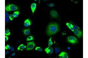 Anti-LOX mouse monoclonal antibody (ABIN2453263) immunofluorescent staining of COS7 cells transiently transfected by pCMV6-ENTRY LOX (RC213323). (LOX Antikörper  (AA 22-168))