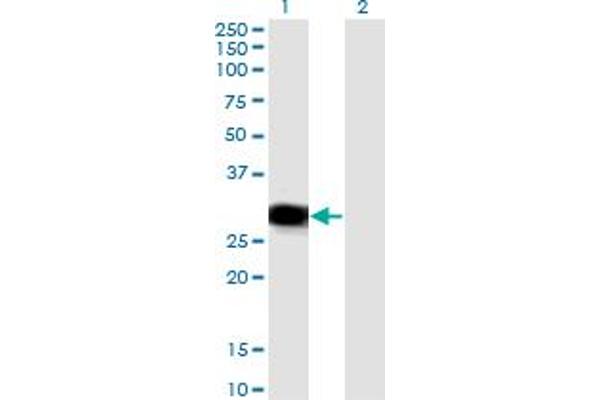 RBPMS anticorps  (AA 1-219)