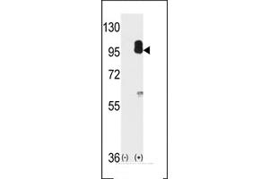 Western blot analysis of cGKII using cGKII Antibody using 293 cell lysates (2 ug/lane) either nontransfected (Lane 1) or transiently transfected with the PRKG2 gene (Lane 2). (PRKG2 Antikörper  (C-Term))