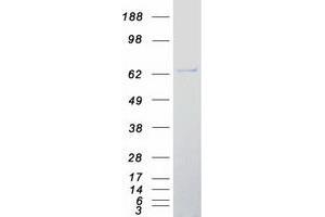 Validation with Western Blot (FMO4 Protein (Myc-DYKDDDDK Tag))