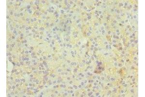 Immunohistochemistry of paraffin-embedded human pancreatic tissue using ABIN7167347 at dilution of 1:100 (Rab4 Antikörper  (AA 1-218))