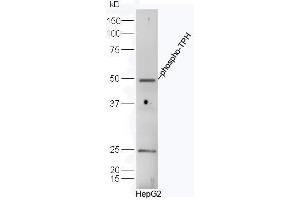 HepG2 cell lysates probed with Rabbit Anti-TPH(Ser260) Polyclonal Antibody, Unconjugated  at 1:500 for 90 min at 37˚C. (Tryptophan Hydroxylase 1 Antikörper  (pSer260))