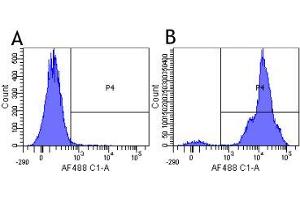 Flow-cytometry using the anti-CD11a research biosimilar antibody Efalizumab (hu1124, )  Human lymphocytes were stained with an isotype control (panel A) or the rabbit-chimeric version of Efalizumab ( panel B) at a concentration of 1 µg/ml for 30 mins at RT. (Rekombinanter ITGAL (Efalizumab Biosimilar) Antikörper)