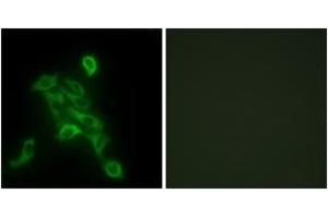 Immunofluorescence analysis of HepG2 cells, using COX6C Antibody. (COX6C Antikörper  (AA 11-60))