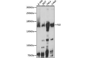 Western blot analysis of extracts of various cell lines, using FLII antibody. (FLII Antikörper)