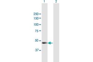 Western Blot analysis of PNLIP expression in transfected 293T cell line by PNLIP MaxPab polyclonal antibody. (PNLIP Antikörper  (AA 1-465))