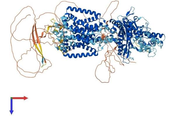 Patched 1 Protein (PTCH1) (AA 1-1447) (His tag)