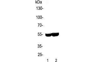 Western blot testing of 1) rat liver and 2) mouse liver lysate with CYP2E1 antibody. (CYP2E1 Antikörper  (AA 1-310))