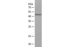 Western Blotting (WB) image for Tubulin, alpha 1a (Tuba1a) (AA 214-413) protein (His-IF2DI Tag) (ABIN7125523)