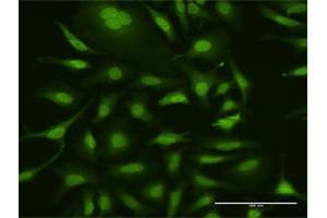 Immunofluorescence of purified MaxPab antibody to UBA7 on HeLa cell. (UBA7 Antikörper  (AA 1-1012))