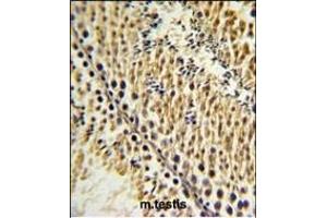 EXTL3 Antibody (N-term) (ABIN652990 and ABIN2842629) IHC analysis in formalin fixed and paraffin embedded testis tissue followed by peroxidase conjugation of the secondary antibody and DAB staining.