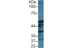 Western Blot; Sample: Rat Prostate lysate; Primary Ab: 2µg/ml Rabbit Anti-Human PTGIS Antibody Second Ab: 0.