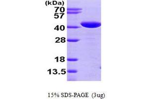 SDS-PAGE (SDS) image for Glutaredoxin 3 (GLRX3) (AA 1-335) protein (His tag) (ABIN666992)