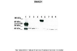 Lanes:   Lane 1: 5ug of transfected 293T lysate (SMAD1)  Lane 1: 5ug of transfected 293T lysate (SMAD2)  Lane 1: 5ug of transfected 293T lysate (SMAD3)  Lane 1: 5ug of transfected 293T lysate (SMAD4)  Lane 1: 5ug of transfected 293T lysate (SMAD5)  Lane 1: 5ug of transfected 293T lysate (SMAD6)  Lane 1: 5ug of transfected 293T lysate (SMAD7)  Lane 1: 5ug of transfected 293T lysate (SMAD8)  Lane 1: 5ug of transfected 293T lysate (GFP)  Primary Antibody Dilution:   1:1000  Secondary Antibody:   Goat anti-Rabbit IgG HRP Conjugated  Secondary Antibody Dilution:   1:10,000  Gene Name:   SMAD1  Submitted by:   Amanda Urick, Medical College of Wisconsin (SMAD1 Antikörper  (Middle Region))